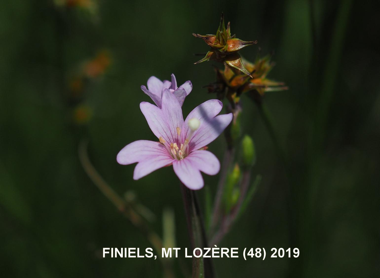 Willow-herb, Marsh